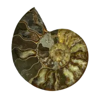 A round fossil viewed from above. The fossil has pearlescent tones of brown, yellow and white in a spiral pattern that starts from the centre.
