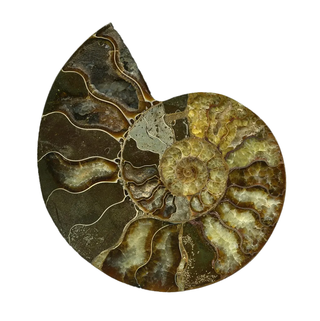 A round fossil viewed from above. The fossil has pearlescent tones of brown, yellow and white in a spiral pattern that starts from the centre.