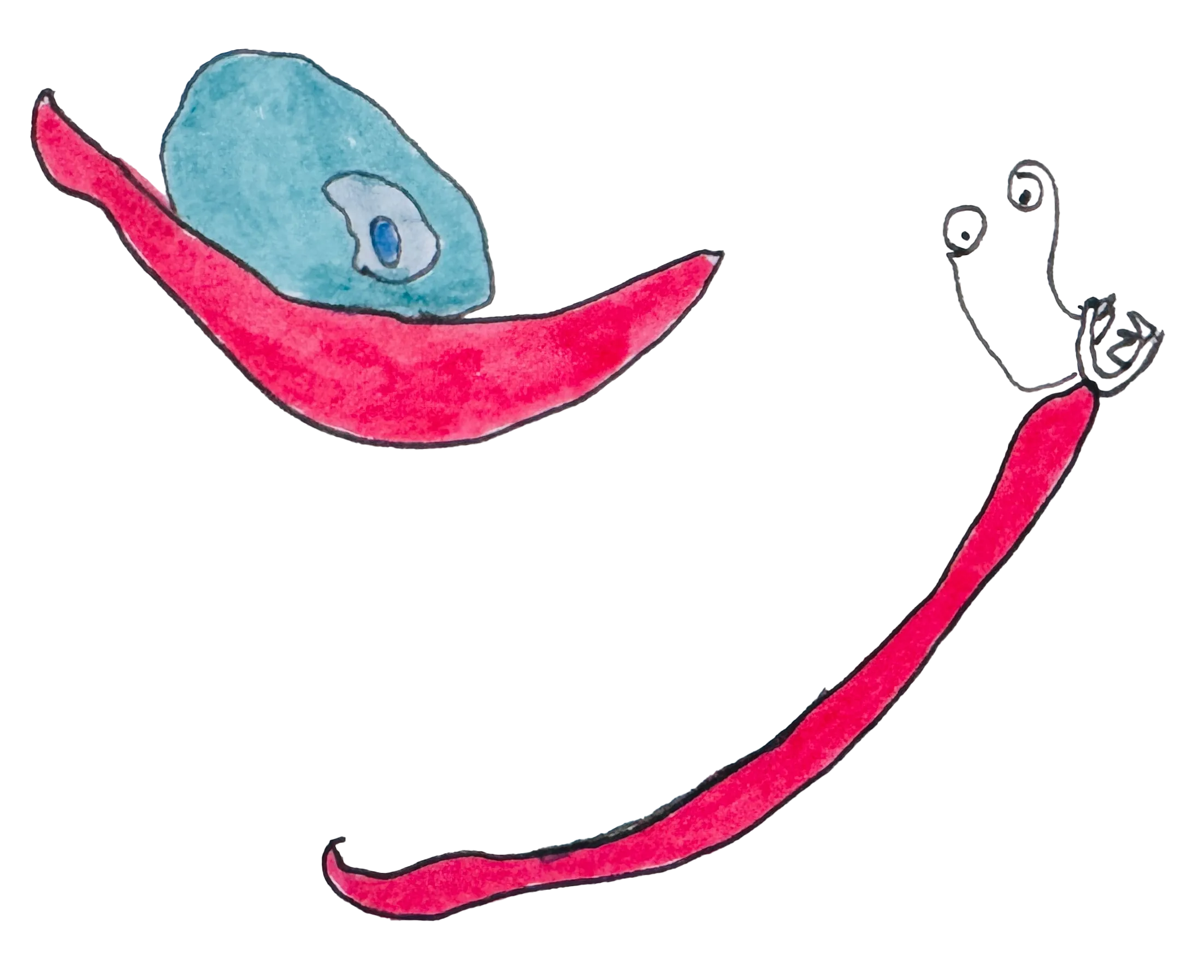 Two hand drawn illustrations of a snail and a slug. The snail is red with a shell made up of blue tones. The slug is red with its antennae poking up and mouth open with small teeth.