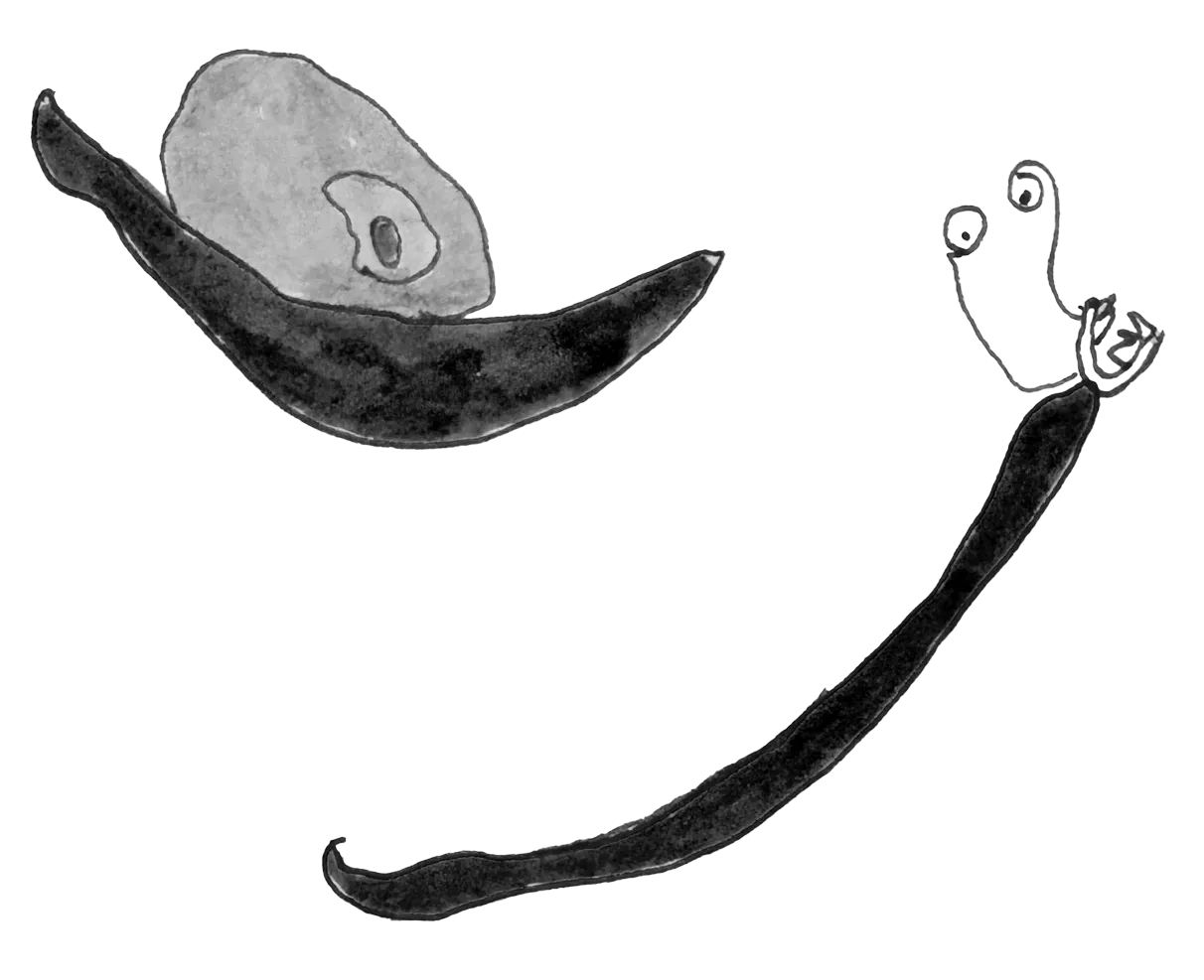 Two hand drawn illustrations of a snail and a slug. The snail is red with a shell made up of blue tones. The slug is red with its antennae poking up and mouth open with small teeth.